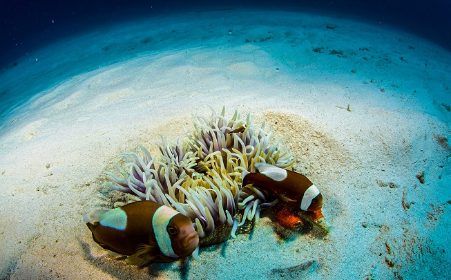 Nebezpečné dědictví: Oceány vymírají katastrofálním tempem