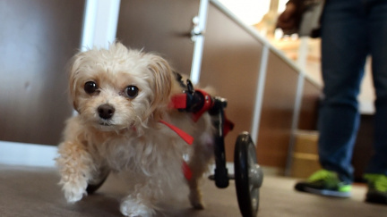 Psí život v Japonsku. Ve stáří končí v luxusních domovech důchodců