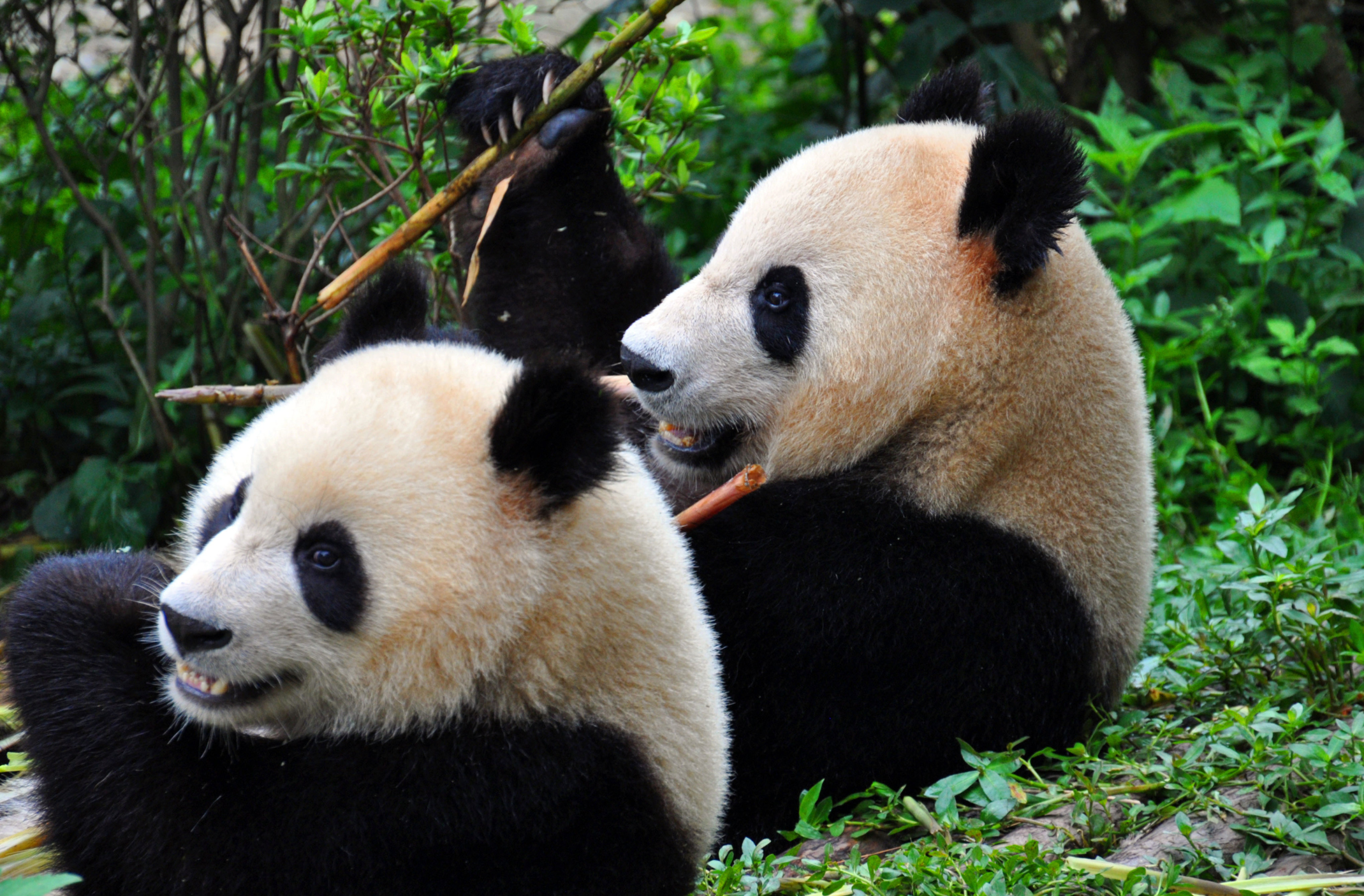 Pandy nejsou impotentní. Jen jim vědci dohazují nesprávné partnery