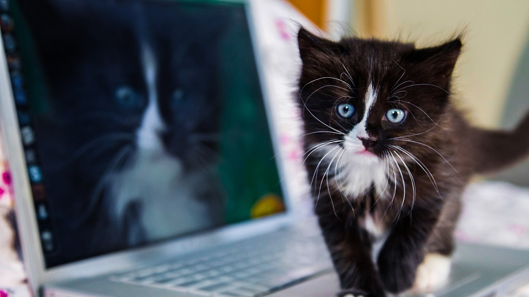 Rozplývání se nad mláďaty je otázka přežití. Jde o instinkt