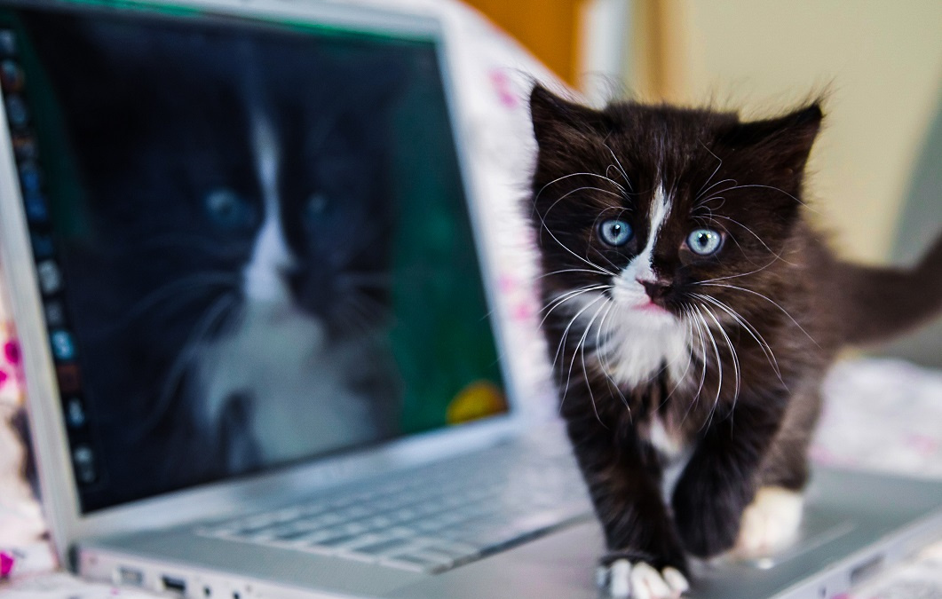 Rozplývání se nad mláďaty je otázka přežití. Jde o instinkt