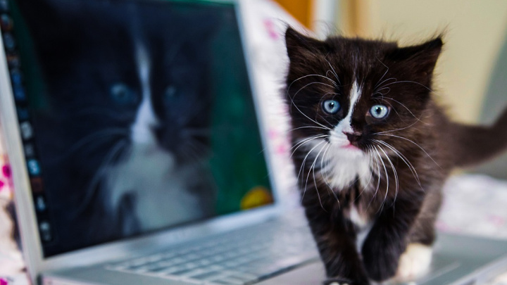 Rozplývání se nad mláďaty je otázka přežití. Jde o instinkt