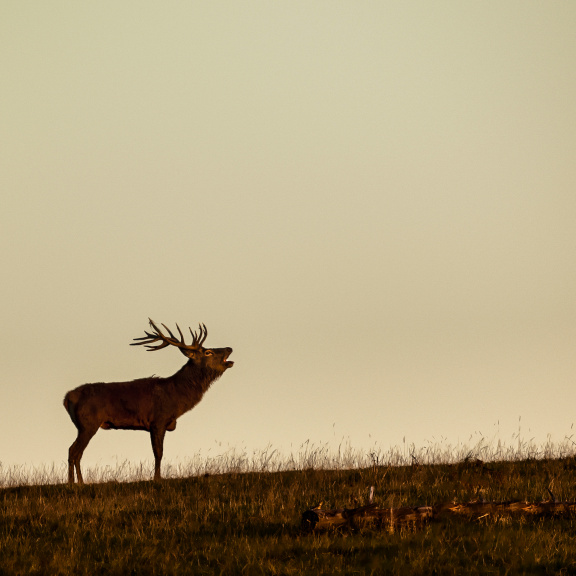 Drogy a alkohol v říši zvířat: Sobi holdují halucinogenům, opice si rády přihnou