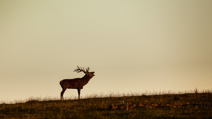 Drogy a alkohol v říši zvířat: Sobi holdují halucinogenům, opice si rády přihnou