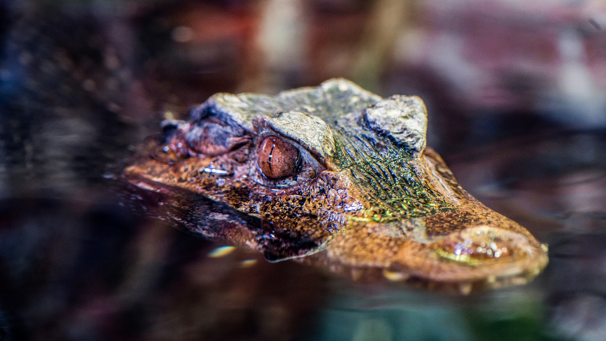 Horor v čapím hnízdě: Floridští ptáci 'platí' aligátorům za ochranu vlastními mláďaty