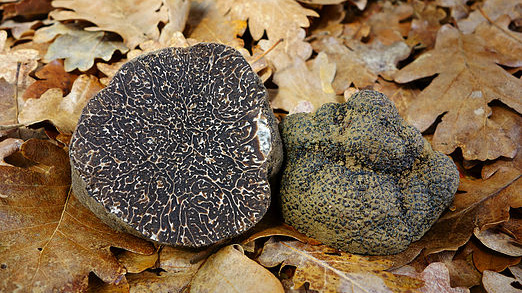 Sběrači z divočiny aneb jak se člověk z města stane sběračem lanýžů