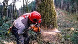 Nejnebezpečnější profese v Česku: Smrt a úrazy číhají v lese, na silnici i ve škole