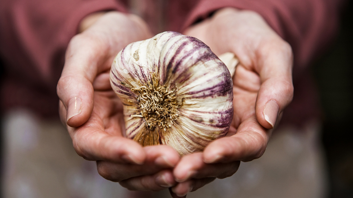 Dokonalý česnek, po kterém se společensky neznemožníte