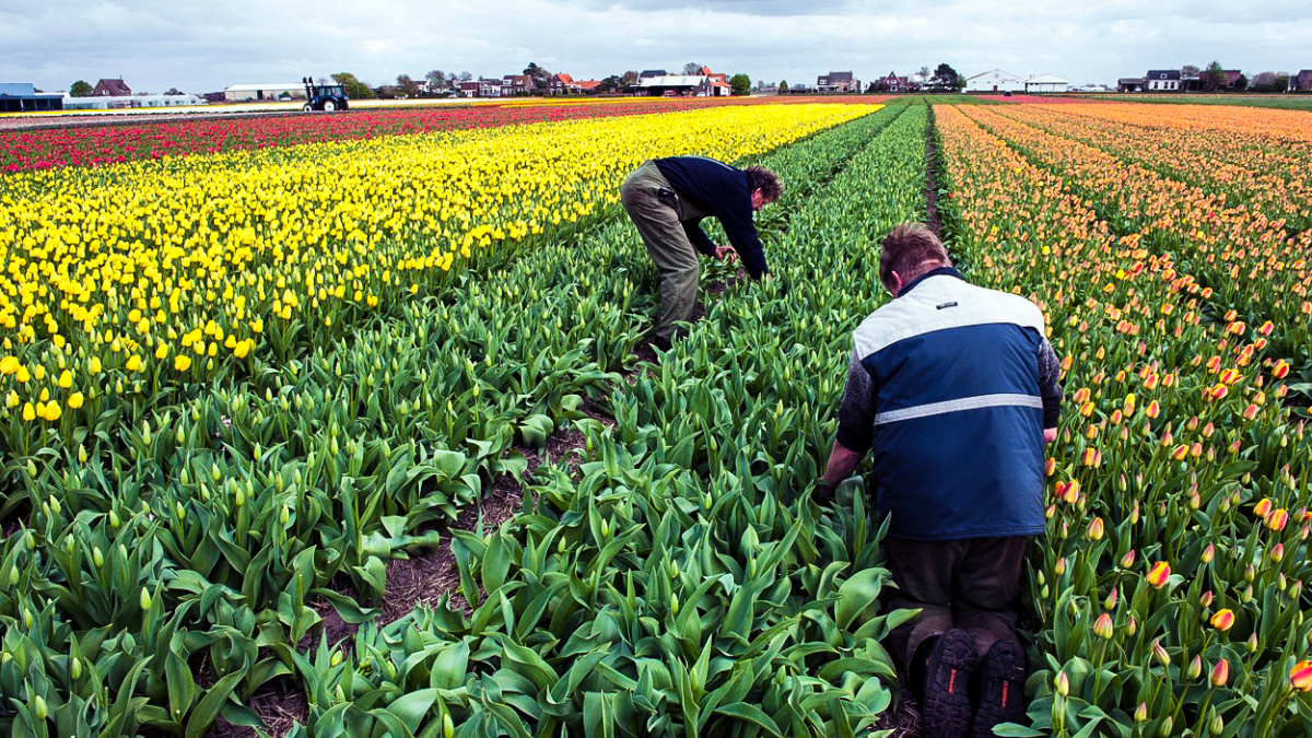 Za jednu z prvních ekonomických krizí mohly tulipány