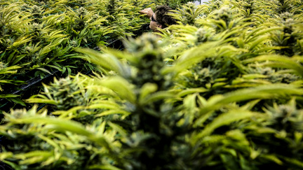 Co dělá marihuanová plantáž pár kroků od Bílého domu?