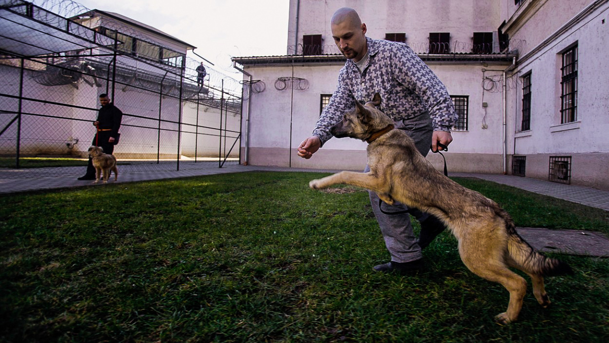 Jak převychovat zločince? Nechte je vychovávat psy
