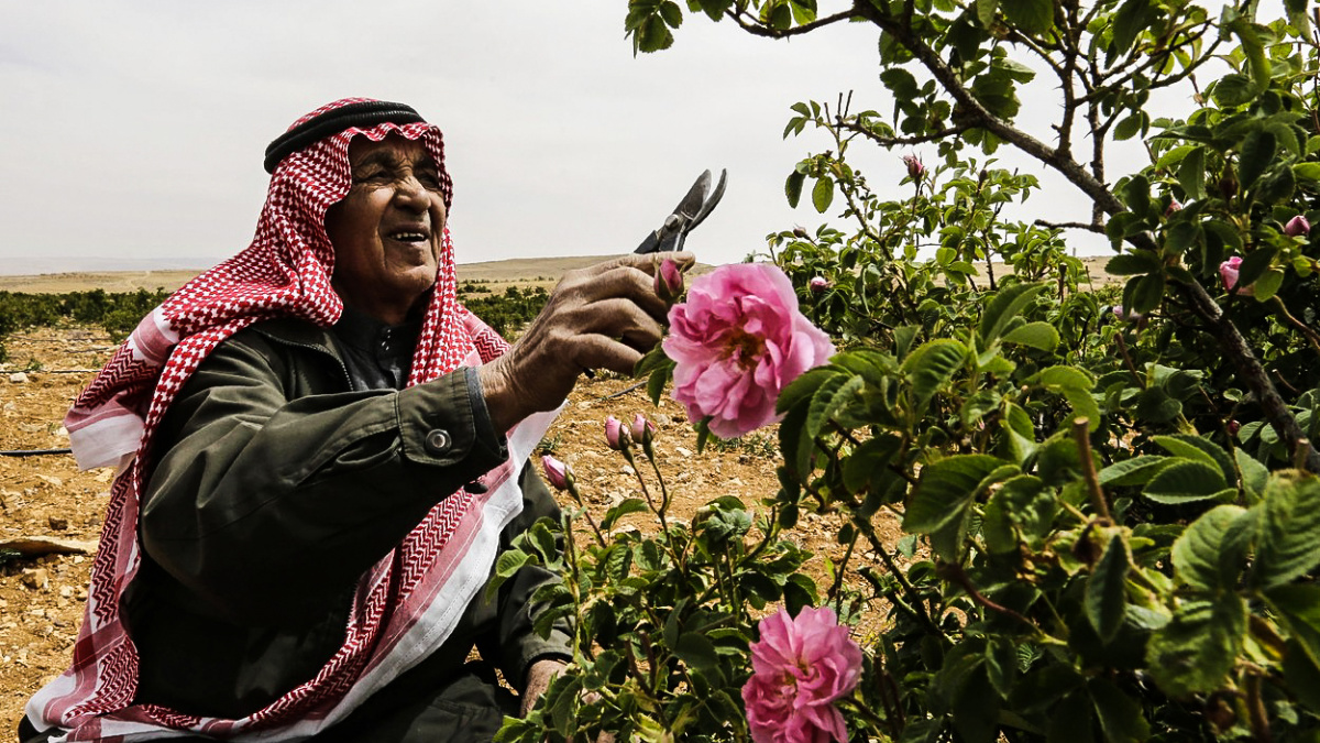Tisíc let starou růži zabíjí válka. Slavnou a léčebnou květinu přitom používá celý svět