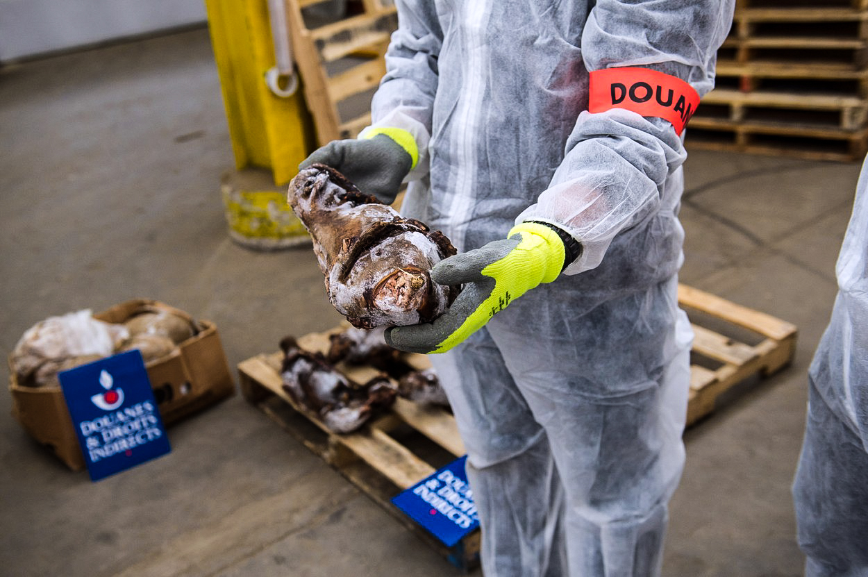 Toxické olivy a jedovatý cukr: Pašerákům je váš žaludek ukradený