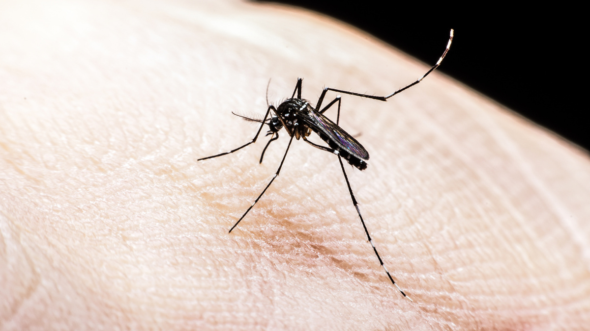 Čeští vědci objevili první látku účinnou proti viru zika