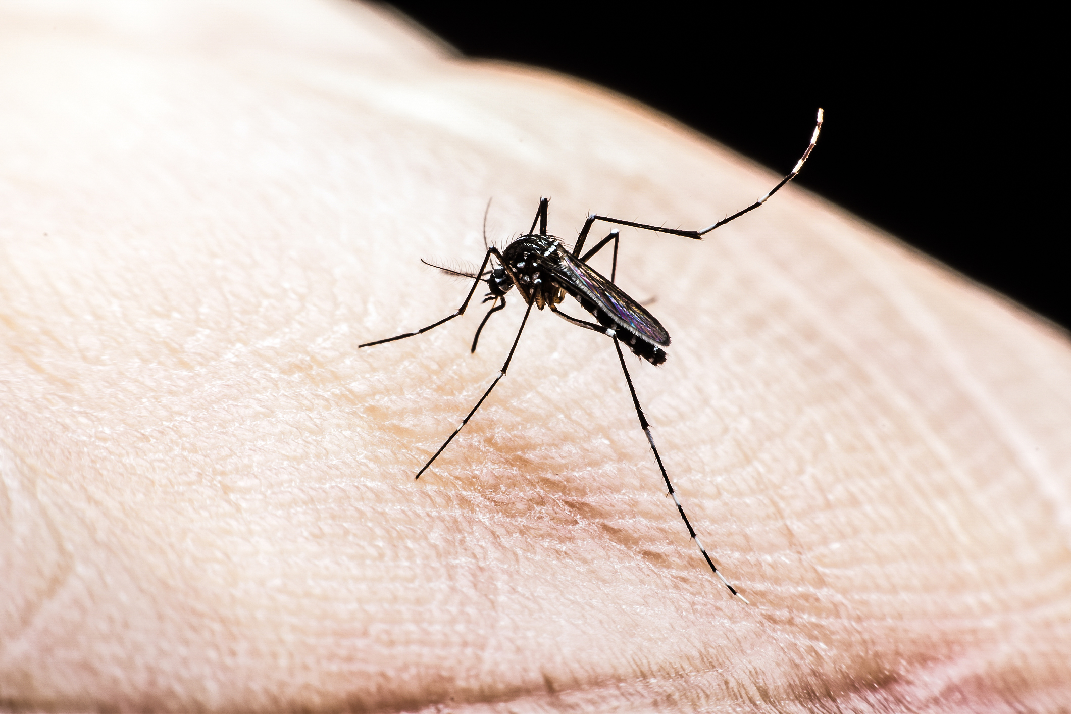 Čeští vědci objevili první látku účinnou proti viru zika