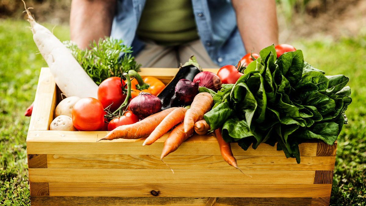 Téměř vše, co jíme, je geneticky modifikované. I to s nálepkou 'bio'