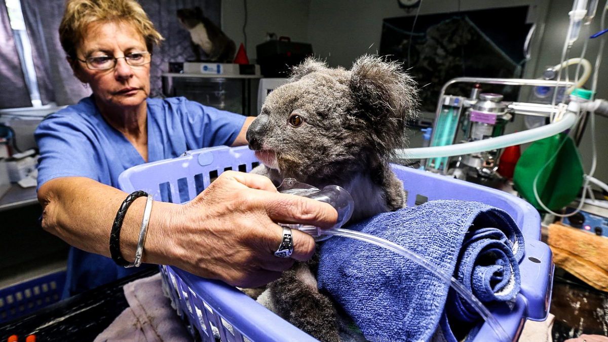 Co trápí australské koaly: Roztomilé vačnatce čeká drsný osud