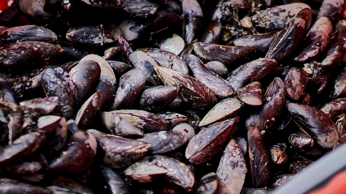 Nakažlivá rakovina: Nepřítel, před kterým není úkrytu