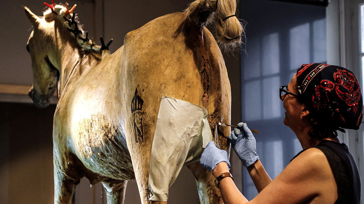 Jak se 'opravuje' Napoleonův kůň: Vzácné vycpanině se dostává královské péče