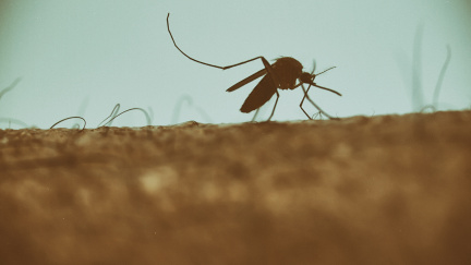 Nejdivnější olympijský partner v historii? Sprej proti hmyzu