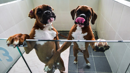 Chcete, aby váš mazlíček žil věčně? Jde to, jen si sáhnete hlouběji do kapsy