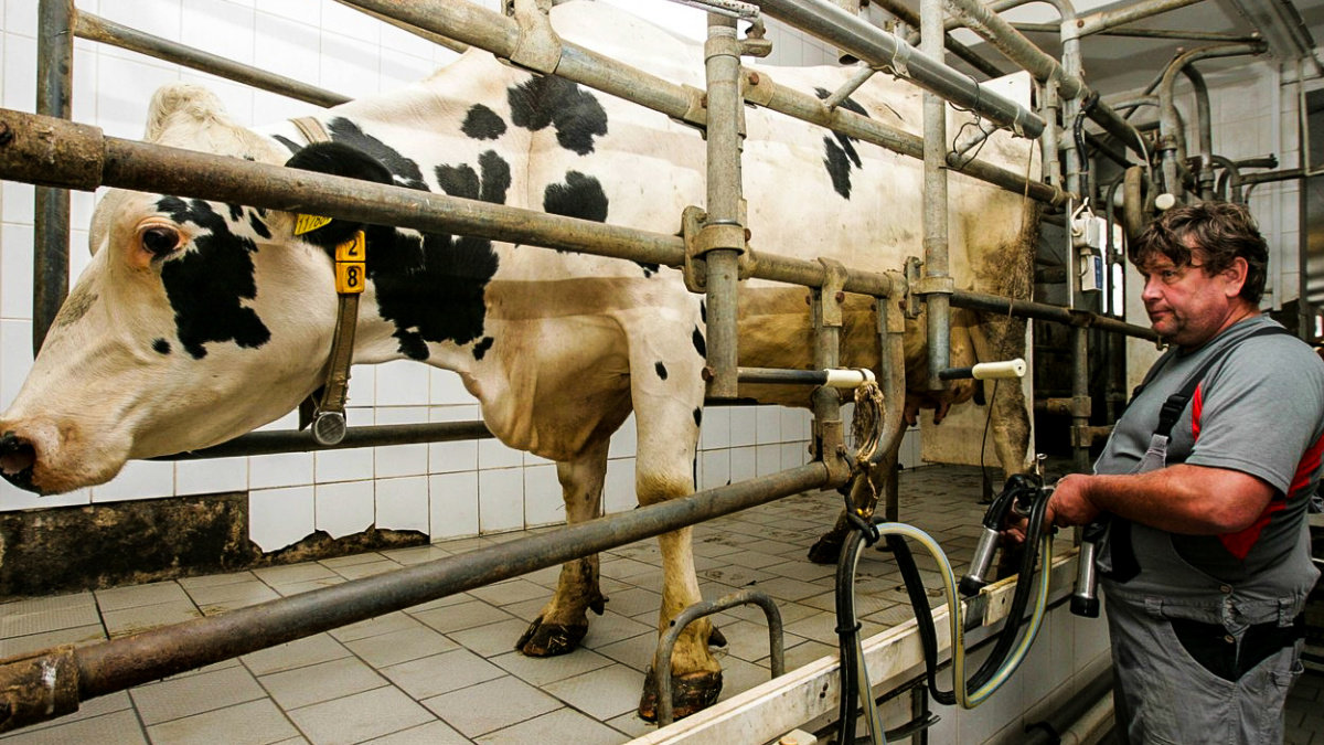 Česko se topí v levném mléce. Nepomáhají ani dotace, ani 'superkrávy' z USA