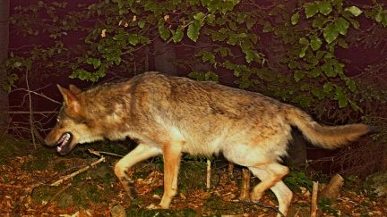 The Guardian: Rostoucí populace kříženců psa a vlka budí obavy napříč Evropou