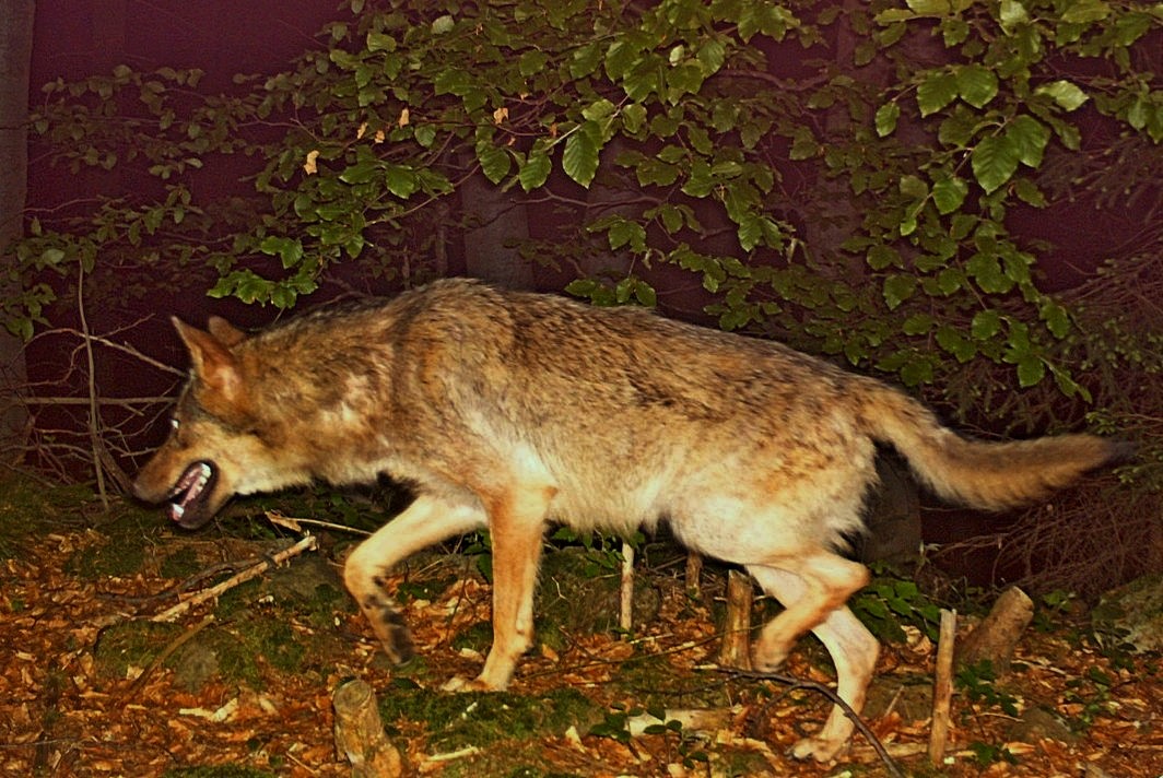 The Guardian: Rostoucí populace kříženců psa a vlka budí obavy napříč Evropou
