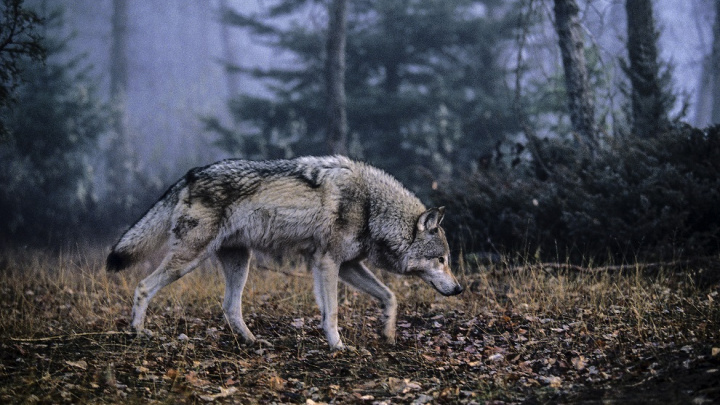 Vlci v Česku opět žijí nejen v pohádkách. Lidé se jich bát nemusejí, spíš naopak