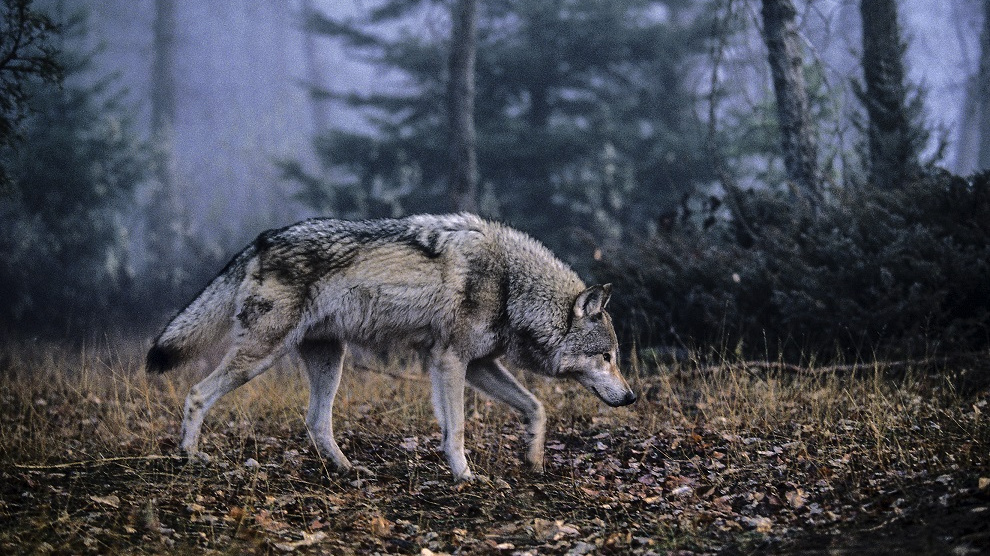 Vlci v Česku opět žijí nejen v pohádkách. Lidé se jich bát nemusejí, spíš naopak
