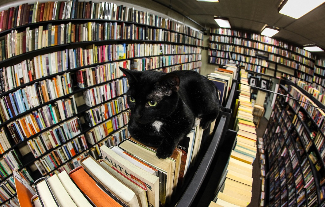 K čemu jsou kočky knihovnám? Rozhodně nejde jen o myši
