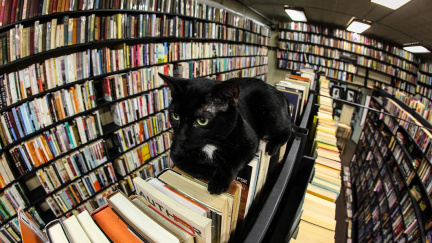K čemu jsou kočky knihovnám? Rozhodně nejde jen o myši