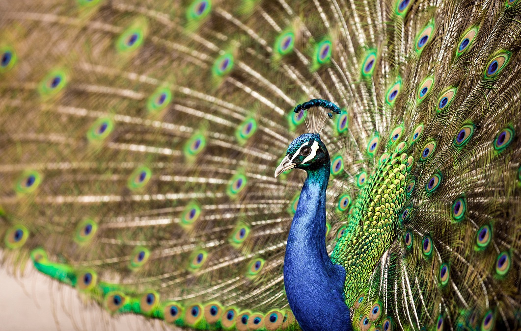 Opeřenému symbolu demokracie hrozí vyhynutí. Jeho maso je příliš chutné