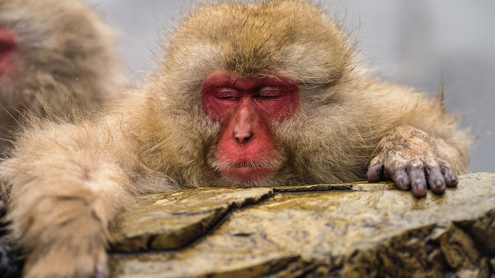 Mají duši jen lidi, nebo i zvířata? S odpovědí by nám mohli pomoct makakové