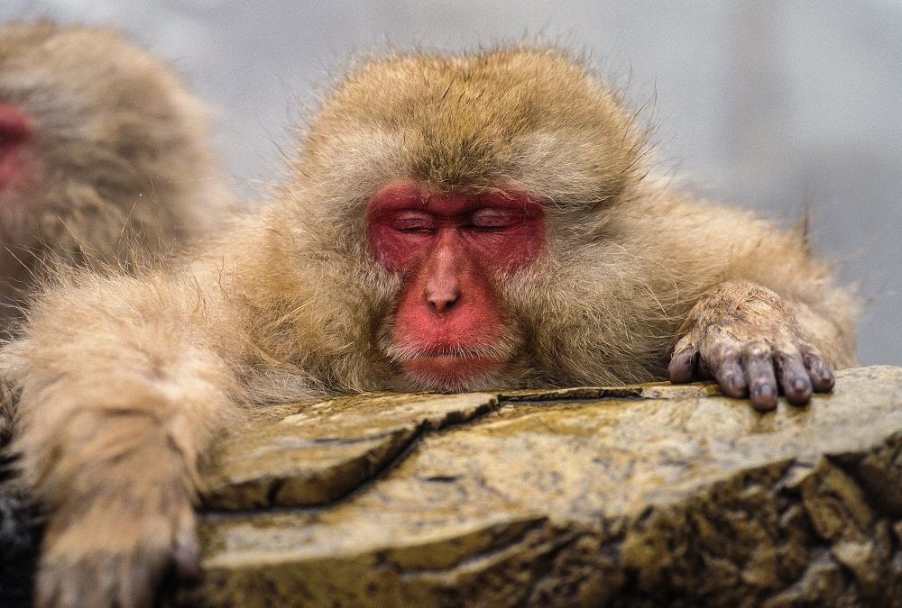 Mají duši jen lidi, nebo i zvířata? S odpovědí by nám mohli pomoct makakové