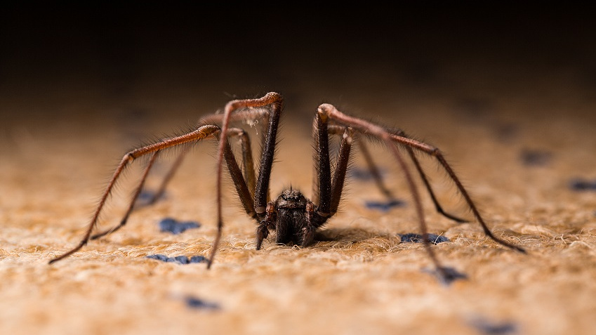 Kolik pavouků sníme ve spánku? Zdánlivě šílená otázka rozděluje vědce