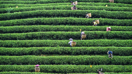 Absurdita globalizace: Čajová velmoc propadla dováženému čaji