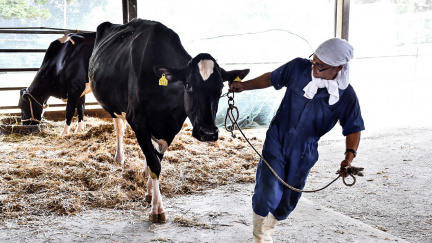 Krávy z radioaktivní pastvy: Místo mléka dodávají cenné informace