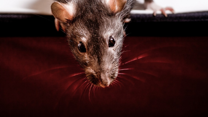 Kdo měl prsty ve více než polovině nedávných vymírání?