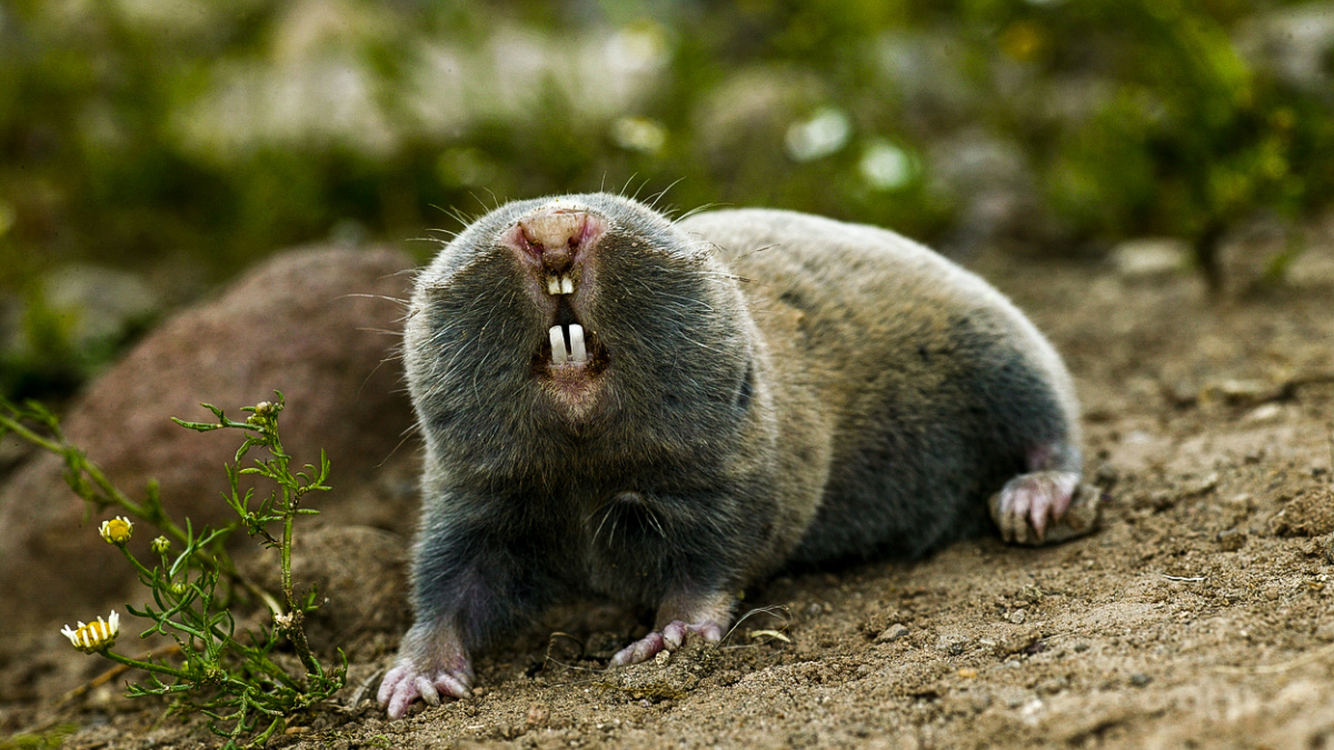 Vzácného savce ohrožuje plot proti uprchlíkům. Hrozí mu vyhynutí