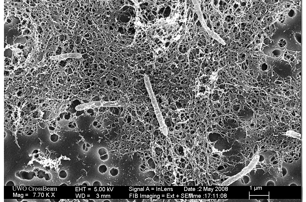 Mohou organismy na cizích planetách 'sklízet' kosmické záření?