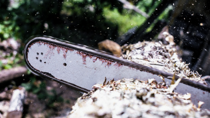 Jak napravit zloděje dřeva? Nabídněte jim něco výhodnějšího