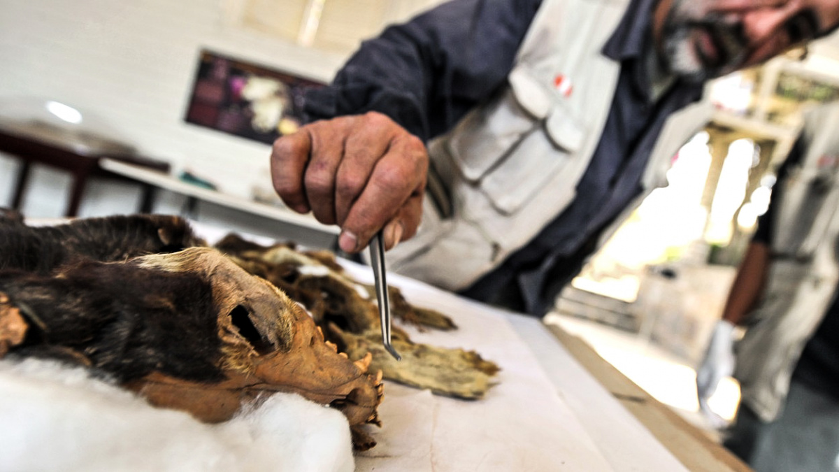 Proč předchůdci Inků zabíjeli své psy? Archeologové na to našli odpověď