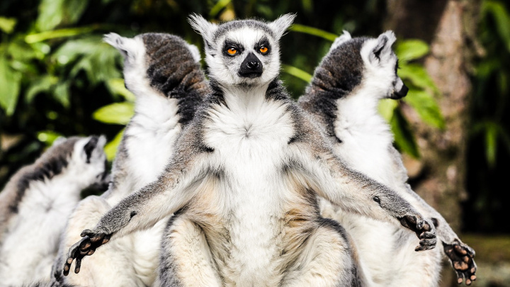 Král Jelimán v ohrožení! Lemuři na Madagaskaru bojují o život