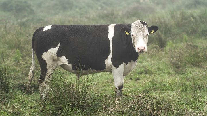 Jak jeden býk změnil dějiny. Vydělal miliardy, ale zemřelo kvůli němu půl milionu telat