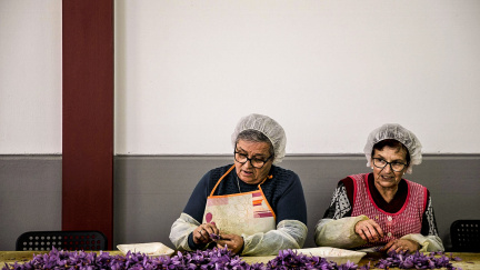 Červené zlato ze Španělska opět dobývá svět. Konkuruje i slavnému šafránu z Íránu