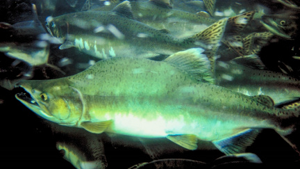 Čeští vědci varují: Lososi z Aljašky mohou na člověka přenést tasemnici