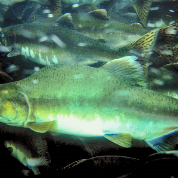 Čeští vědci varují: Lososi z Aljašky mohou na člověka přenést tasemnici
