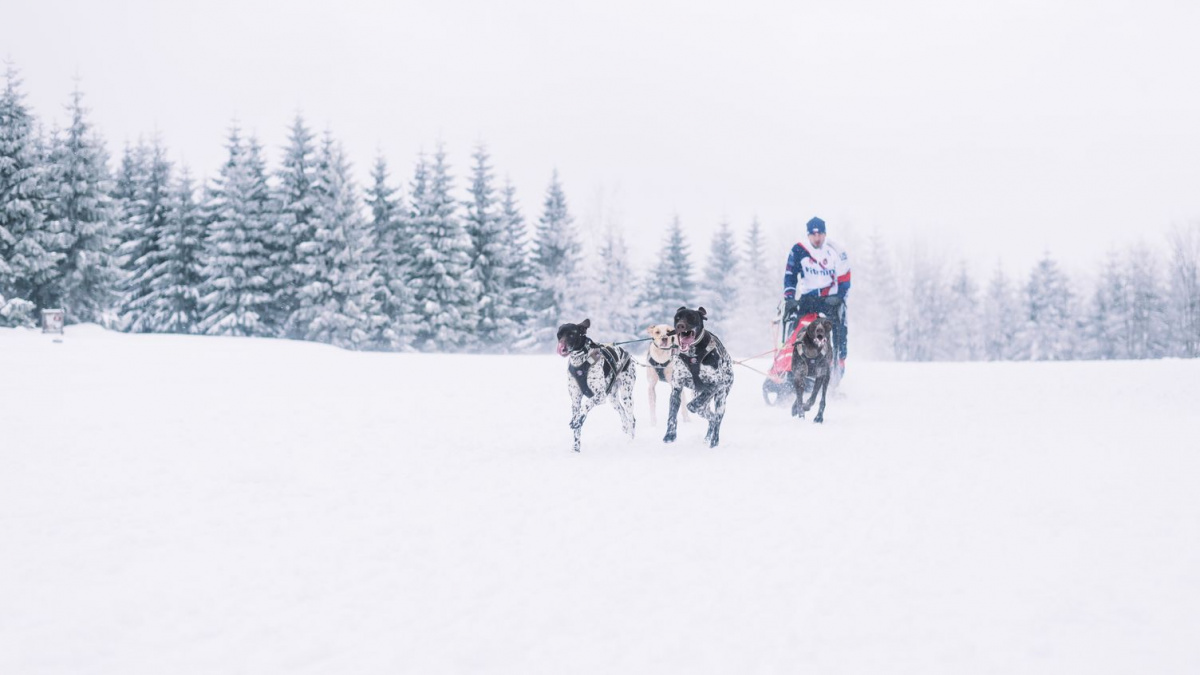 Česká psí spřežení na mistrovství světa v Kanadě zaútočí na medaile