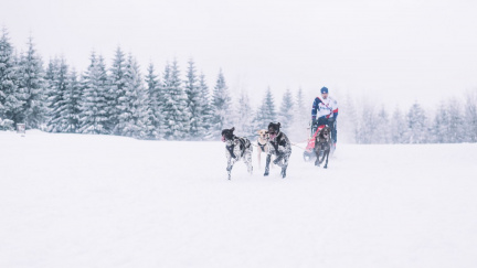 Česká psí spřežení na mistrovství světa v Kanadě zaútočí na medaile